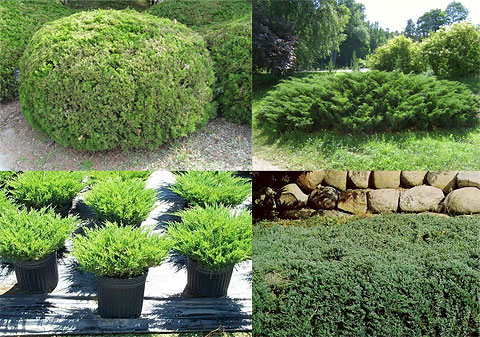 Juniperus - 